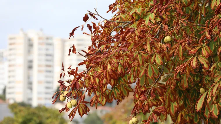 Znatno manje sunca, niže temperature, sve kraći dani: Klimatolo&scaron;ki, listopad je pravi jesenski mjesec