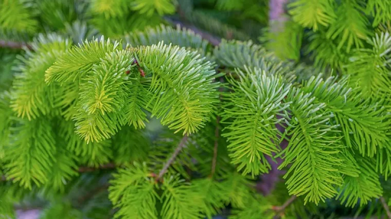 Kako napraviti sirup od borovih iglica?