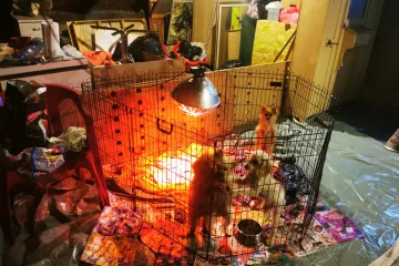 FOTO Kakav užas! Policija i inspektori u stanu pronašli 15 štenaca za prodaju, neki su bili zapušteni i bolesni