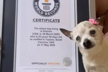 Uginuo najstariji pas na svijetu: Voljela je country glazbu, a iznenadit će vas s čim su je hranili