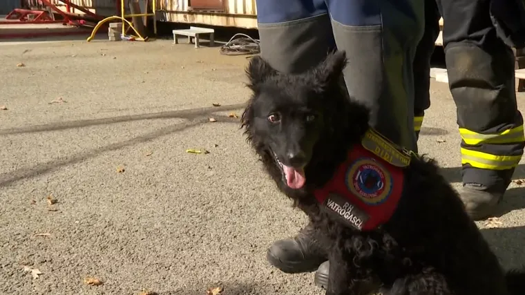 Vatrogasne katastrofe bez njih bi bile mnogo teže! Jedan četveronožni vatrogasac odrađuje posao za 25 ljudi!