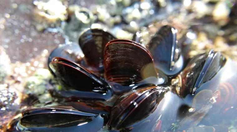 Kada je sezona dagnji? Koje su osnovne karakteristike dagnji?