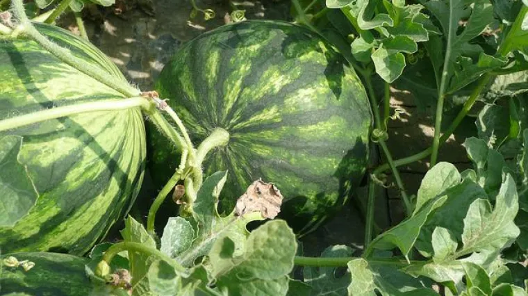 Kreativni načini i ideje kako jesti lubenicu