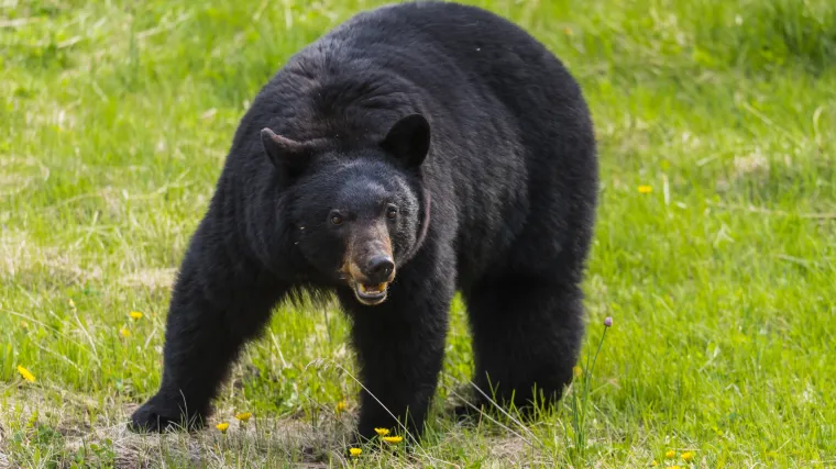 Crni medvjed napao dječaka (10) i ozlijedio ga. Djed i susjed ga poku&scaron;ali spasiti, udarali medvjeda cijevima
