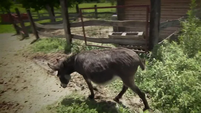 Magarica Severina opet je u centru pozornosti i to zahvaljujući pjevačici: 'Ona nije dio krda, radi po svom'