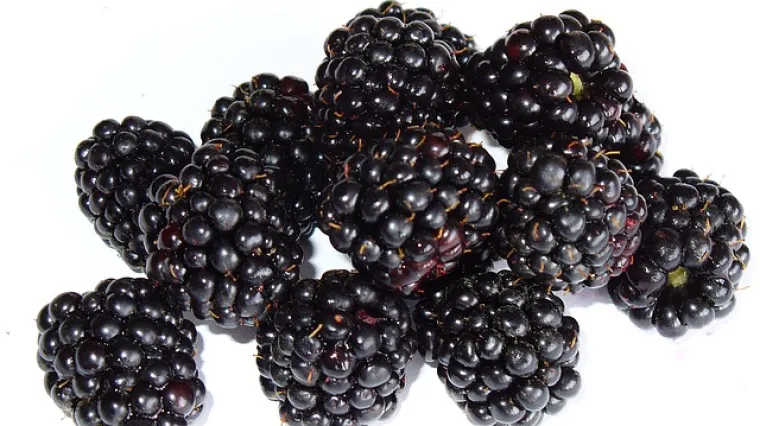 &Scaron;to napraviti od kupina? Osvježavajući voćni kolač od kupina.