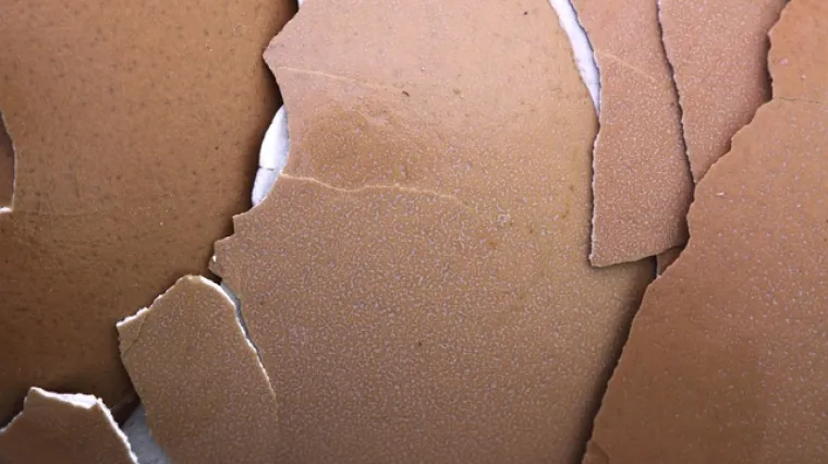 Kako i za&scaron;to se koriste ljuske od jaja za orhideje?