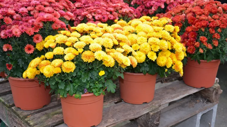 Poskupjelo cvijeće za Sve svete, ko&scaron;ta 20 do 30 posto vi&scaron;e nego lani