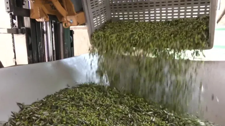 Uljare rade non stop, ali maslinari svejedno trebaju čekati. Bili smo s njima na terenu