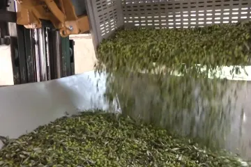 Uljare rade non stop, ali maslinari svejedno trebaju čekati. Bili smo s njima na terenu