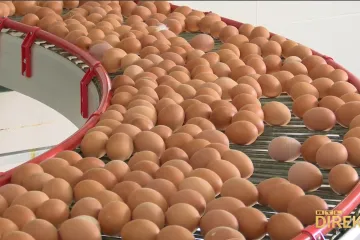 Poskupjela su jaja, mlijeko i kruh. Kod nas više nego u EU: Direkt provjerio zašto