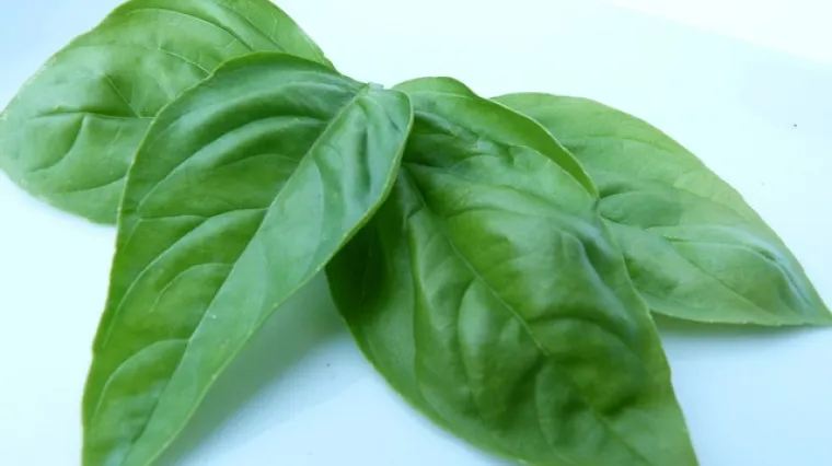 Kako se radi ukusan čaj od bosiljka?