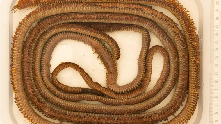 Splitski institut poslao apel građanima: 'Javite nam ako vidite ovog divovskog crva!'