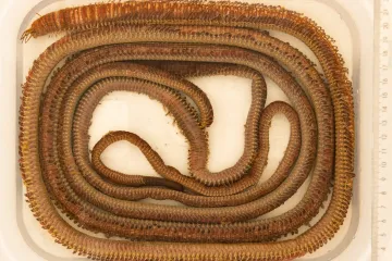 Splitski institut poslao apel građanima: 'Javite nam ako vidite ovog divovskog crva!'