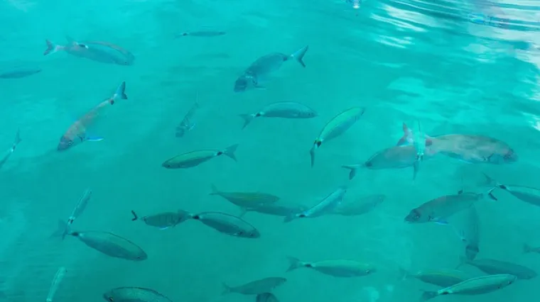 Koje su najpoznatije ribe u Jadranskom moru?