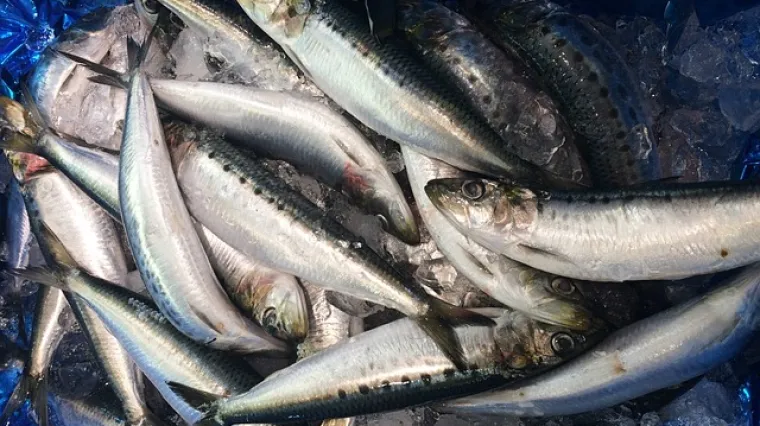 Kratki vodič i savjeti za pravilno či&scaron;ćenje girica