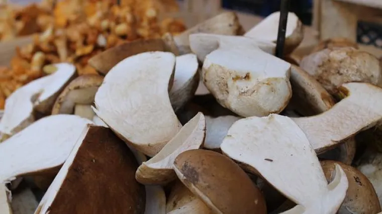 U kojoj &scaron;umi rastu vrganji? Kada rastu vrganji?