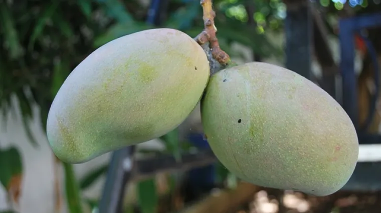 Kako posaditi mango? &Scaron;to je sve potrebno za sadnju manga?