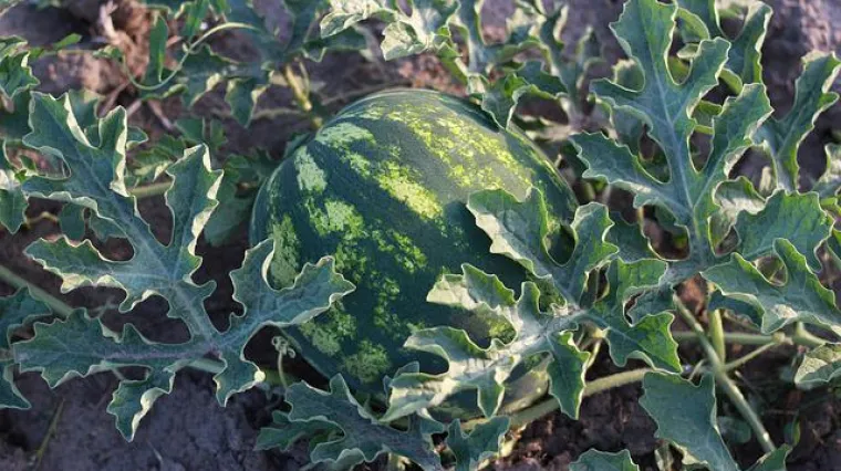 Kad je lubenica zrela za branje? Kada je najbolje vrijeme za branje lubenice?