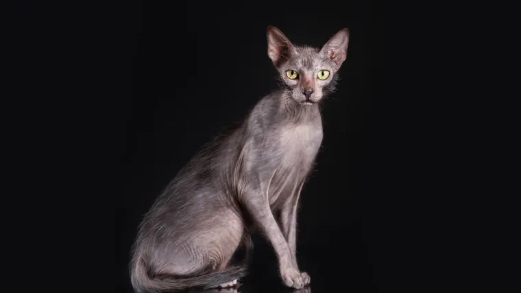 Mačka vukodlak stiže u Dom sportova