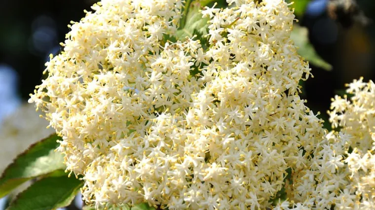 Kako na pravilan način osu&scaron;iti bazgu za čaj?