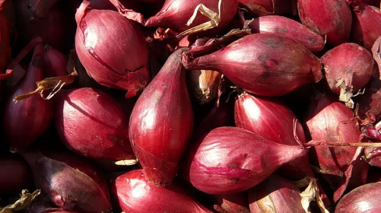 Kako se priprema ukiseljeni luk?