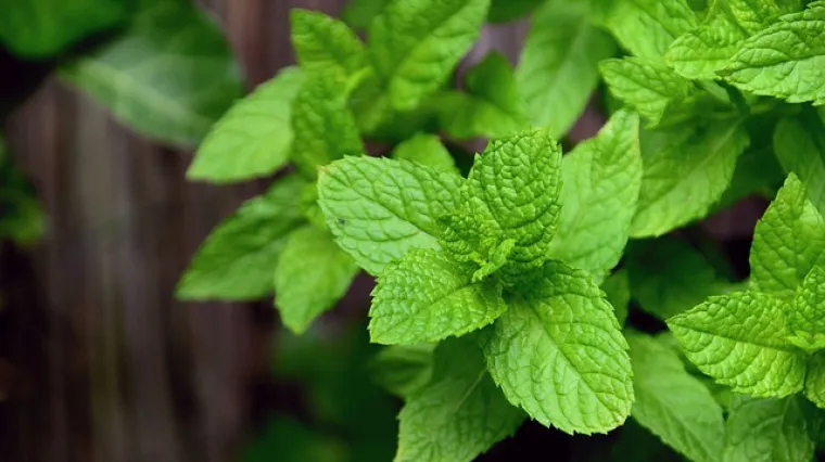 Kako se na pravilan način čuva svježa menta?