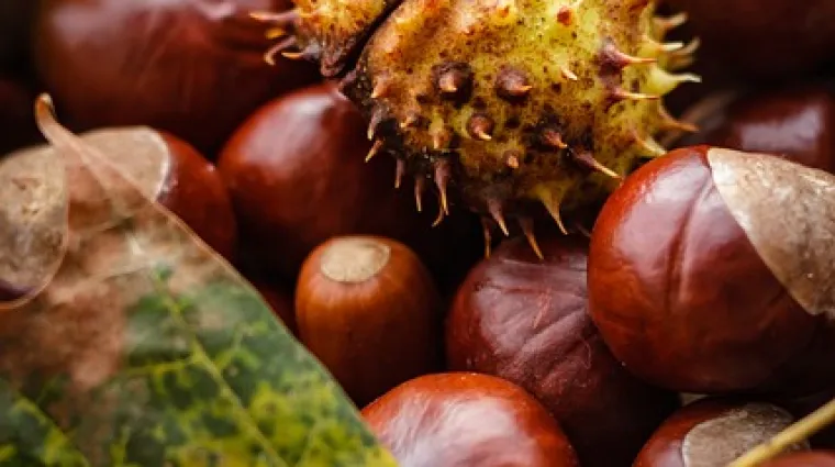 Kako se priprema čaj od divljeg kestena?