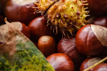 Kako se priprema čaj od divljeg kestena?