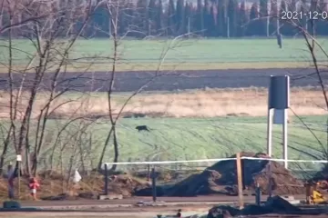 Crna pantera raskomadala psa! Otkinut mu cijeli donji dio tijela, policija i lovci na terenu