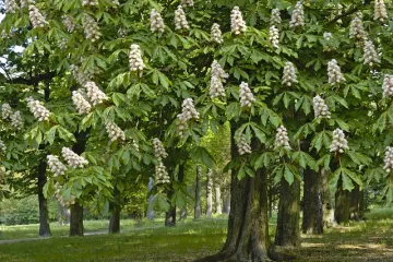 Cvijet kestena - osnovne karakteristike i dobrobiti