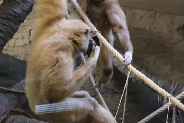 Stanovnici Zoološkog vrta prognozirali rezultat današnje utakmice. Slažete li se s njima?