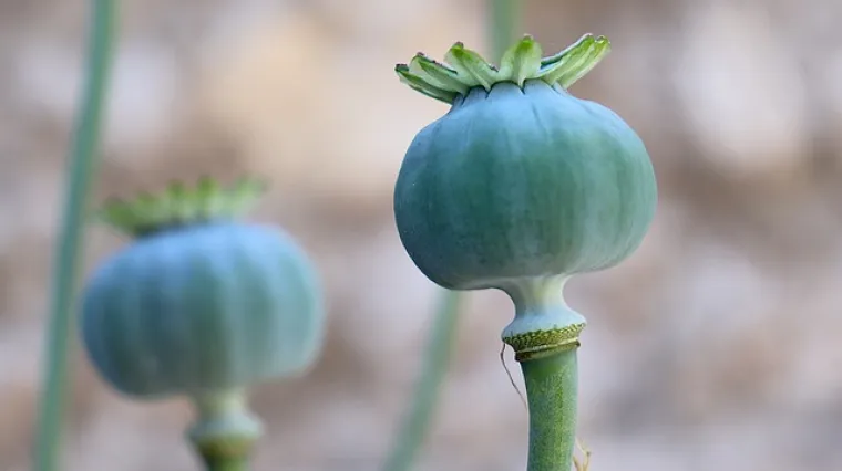 Kako pripremiti najbolji nadjev od maka?