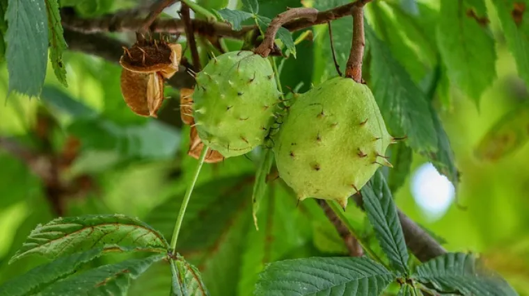 Kako razlikovati divlji i pitomi kesten?