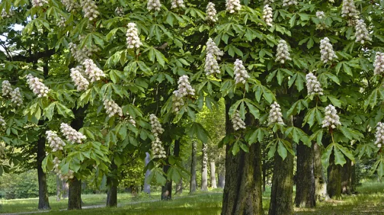 Kada počinje sezona cvatnje kestena? Kada je sezona kestena?