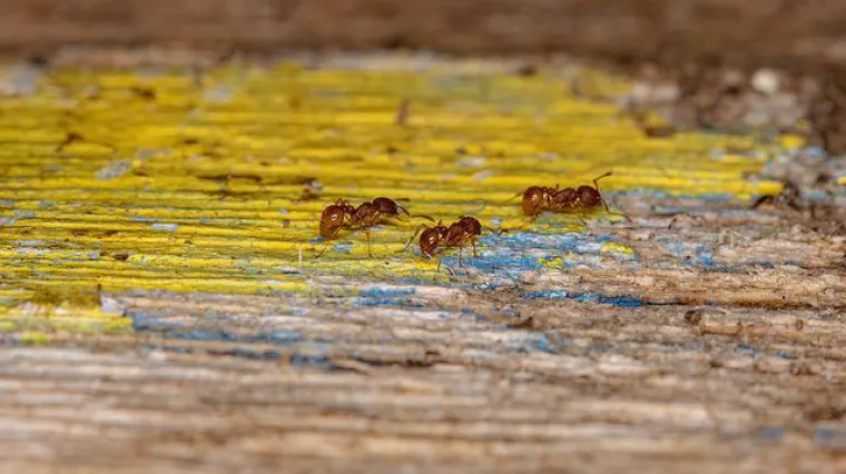 Pojavila se najezda mravi u kuhinji? Kako se rije&scaron;iti mrava iz kuhinje?
