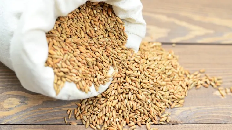 Kako pripremiti kamut za kuhanje? Kako se kuha kamut?