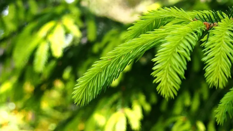 Kako pripremiti borove iglice u medu? Za&scaron;to su dobre borove iglice u medu?