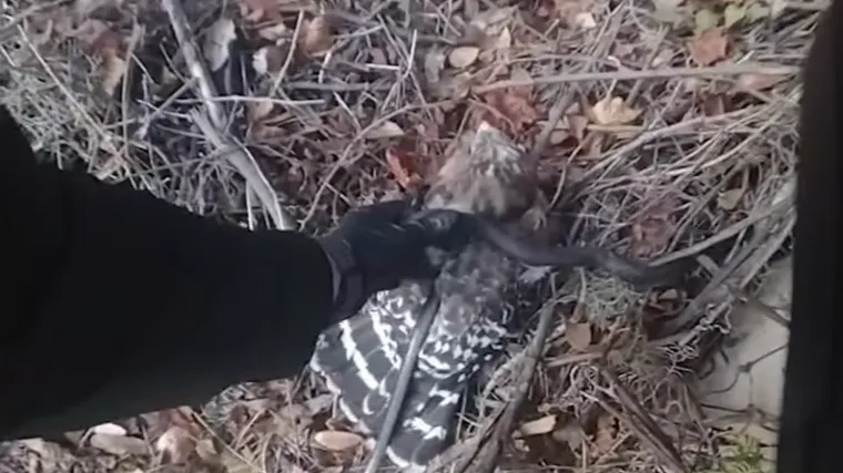 VIDEO Jastreb uhvatio zmiju, ona ga počela daviti, a onda je stigao zamjenik šerifa...