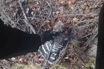 VIDEO Jastreb uhvatio zmiju, ona ga počela daviti, a onda je stigao zamjenik šerifa...