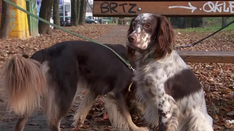 Po se prepla&scaron;io petarde i pobjegao, a onda je krenula potraga za njim i filmska priča