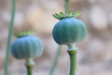 Recept kako se radi sočan nadjev za makovnjaču