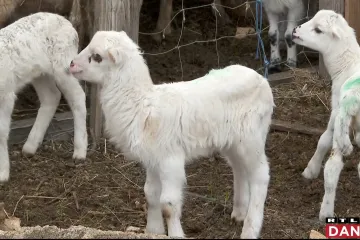 Zbog blage zime, sezona janjenja na Pagu već krenula. Kilogram će biti i 30 kn skuplji