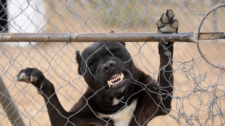 Pas u Zagrebu pobjegao pijanom vlasniku pa izgrizao dijete