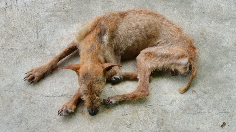 Netko truje pse u Zagori: 'Satima sam pokušavao spasiti ljubimca cijele obitelji, ali skončao je u mukama!'