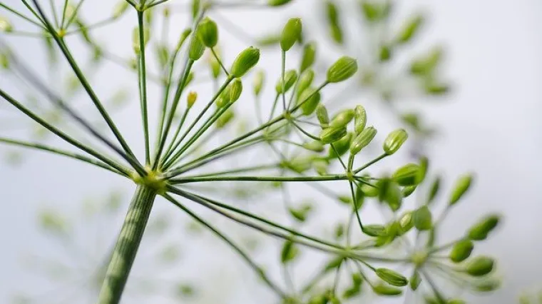 Kremasti umak s koprom obogatit će svako va&scaron;e jelo