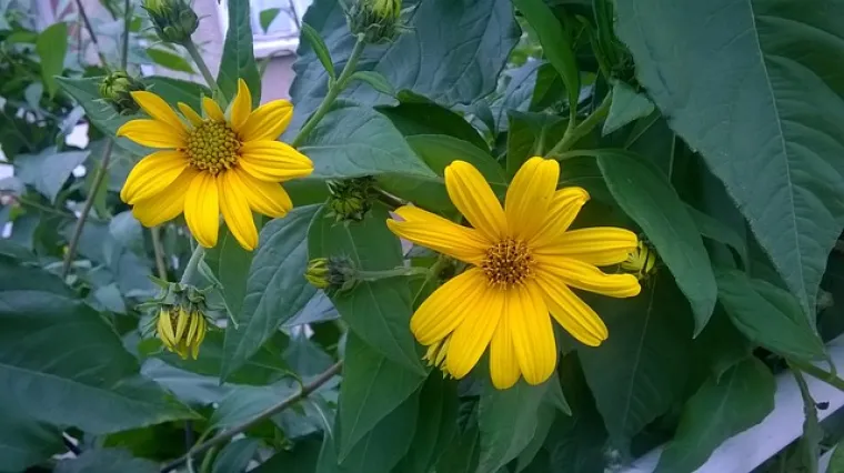 Kako se koristi ukrasni batat za balkon?