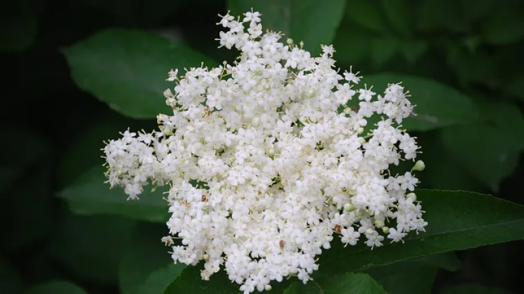 Domaći liker od bazge odlična izbor za aperitiv