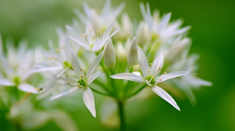 Kako iskoristiti cvijet bijelog luka?