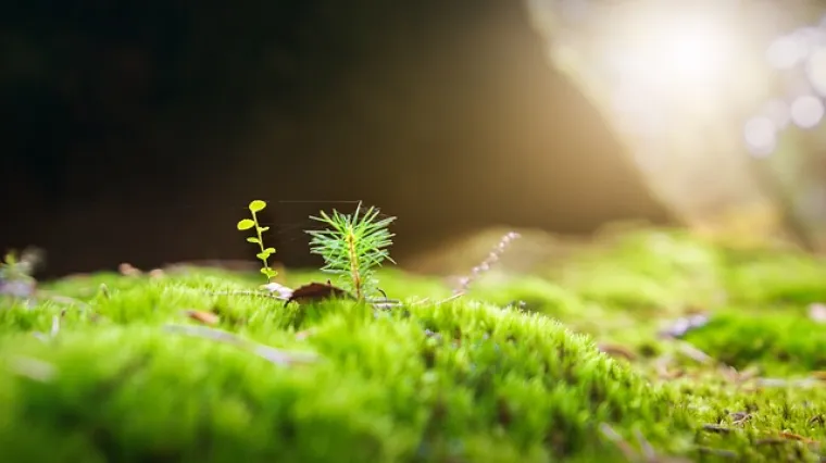 Koji su najbolji prirodni sakupljači vlage?